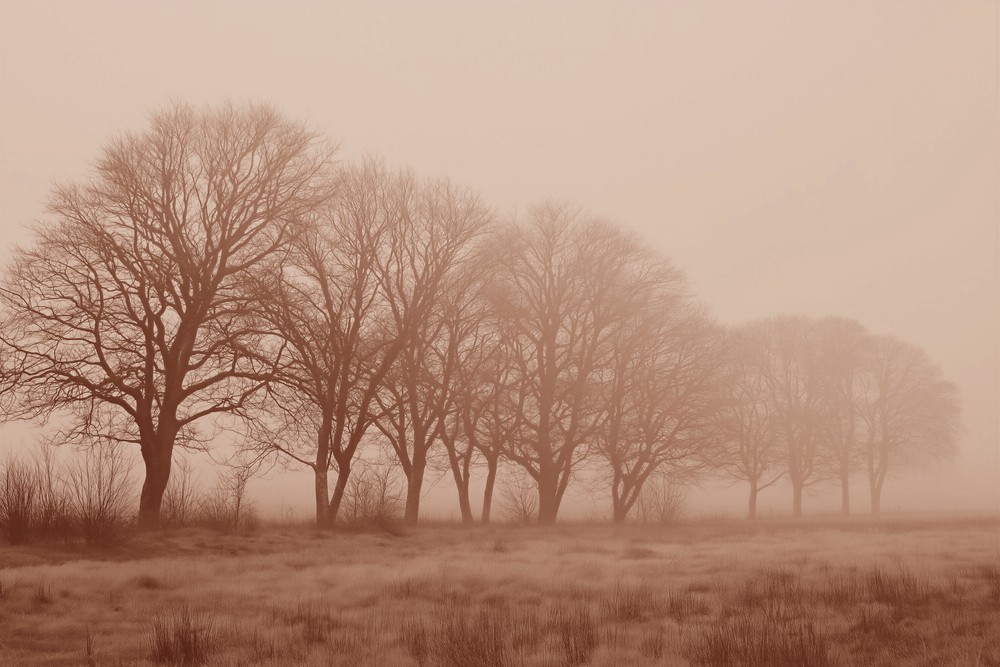 Image of 
