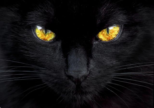 Image de 