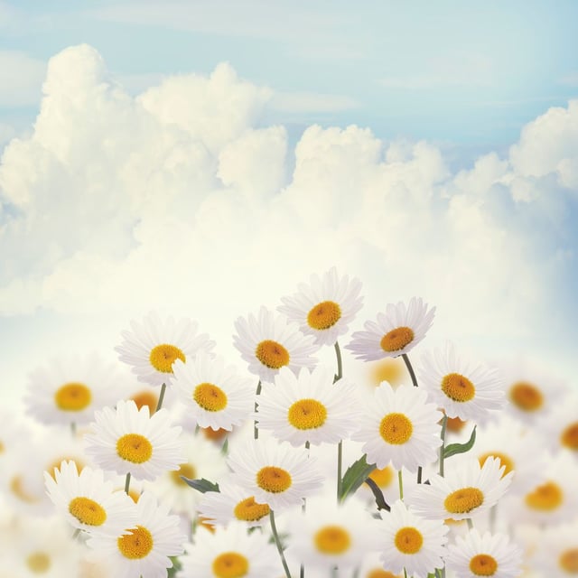 Image de 