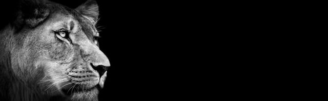 Afbeelding van 