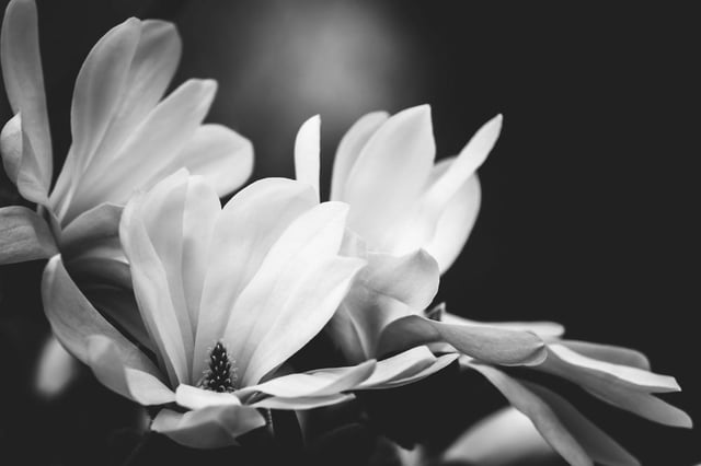 Image of 