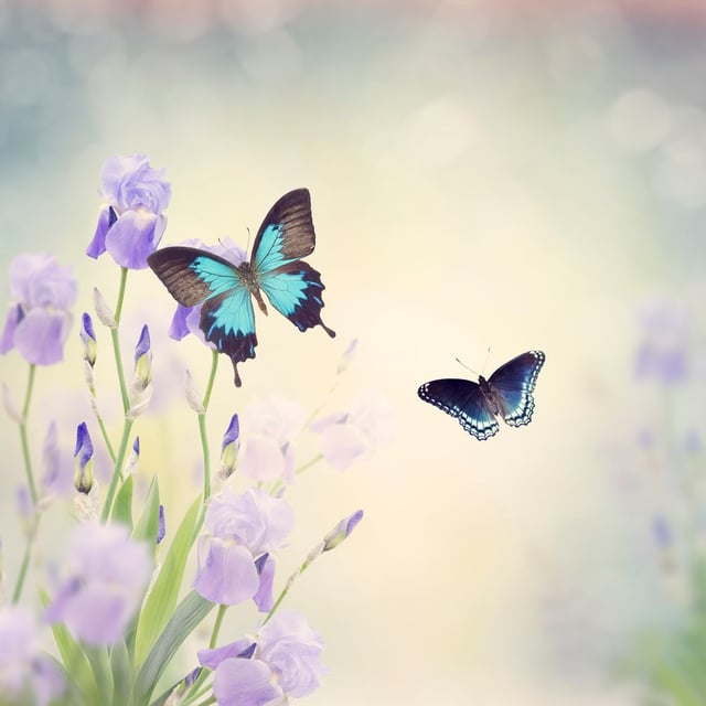 Image de 