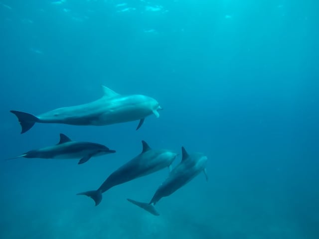 Image of 