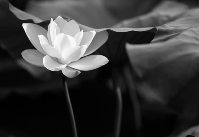Image de 