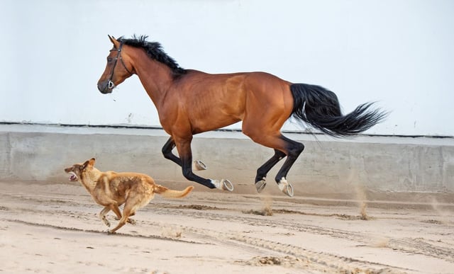 Afbeelding van 