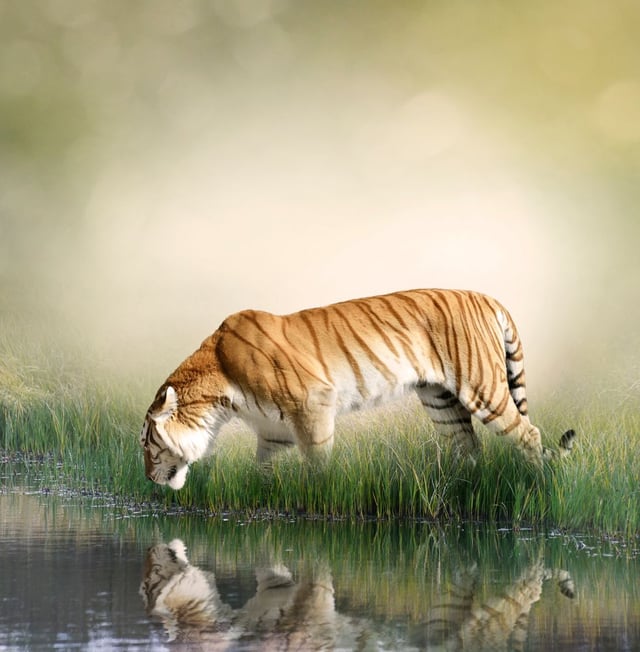 Image de 