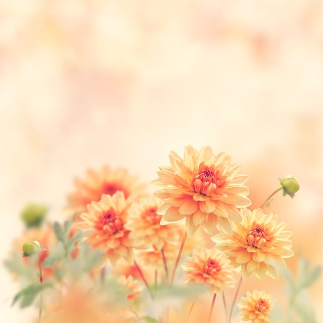 Image de 